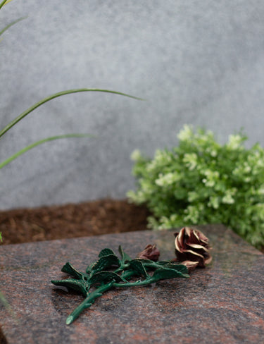 Rose Bronze groß grün mit roten Blüten